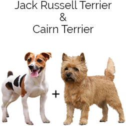 Jacairn Terrier Dog